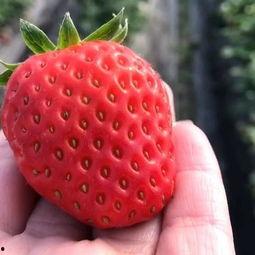 草莓一百在线视频观看,揭秘热门在线视频背后的魅力与故事  第3张